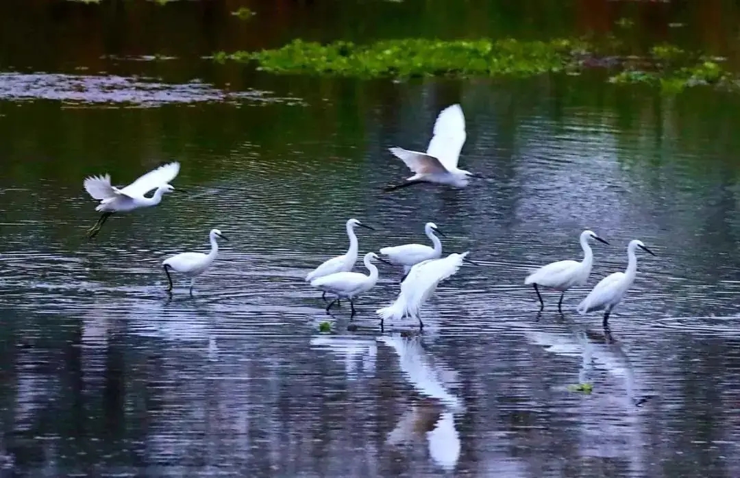 白鶴灘國家濕地公園.jpg